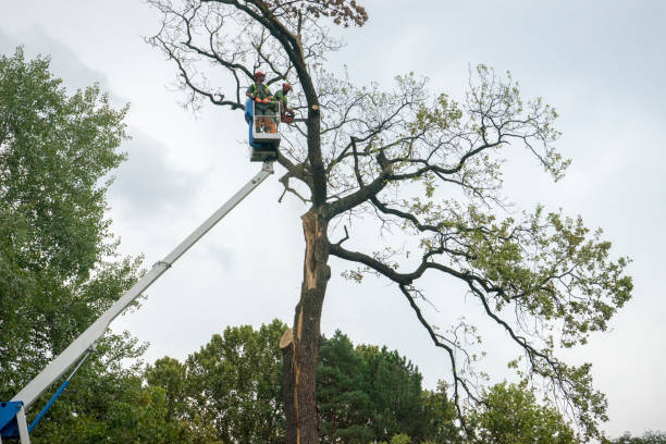 Best Tree Removal  in Old Fig Garden, CA