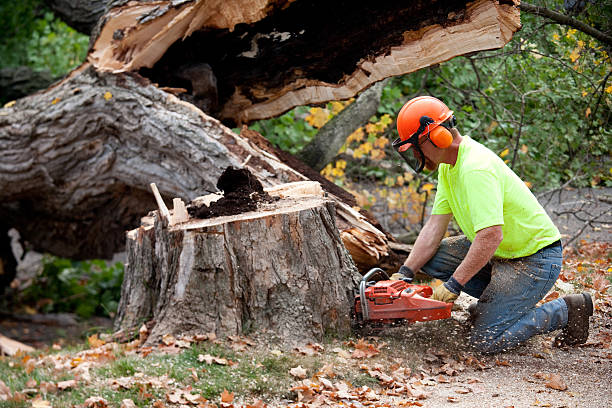 Best Leaf Removal  in Old Fig Garden, CA